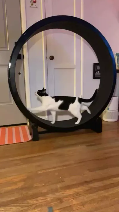 Cat Exercise Wheel · Giant Scratching Tower · One Fast Cat