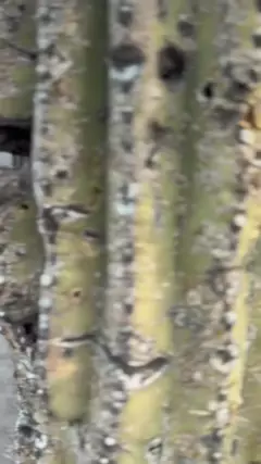 copy_99C1F4AC-4A4F-4402-A83B-4A6410852750.mov